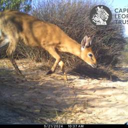 Common duiker